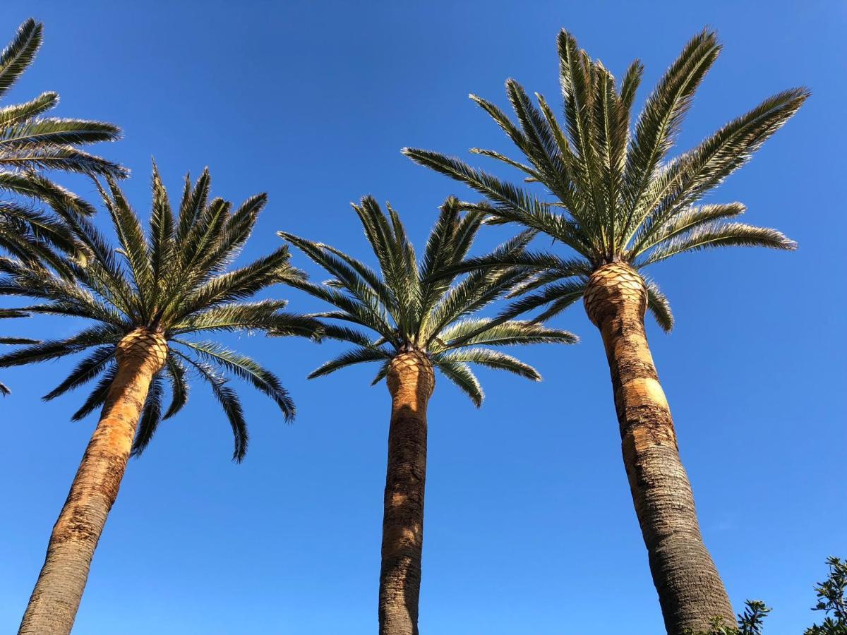 Delle Palme